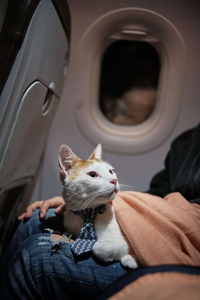 Cat in plane cabin