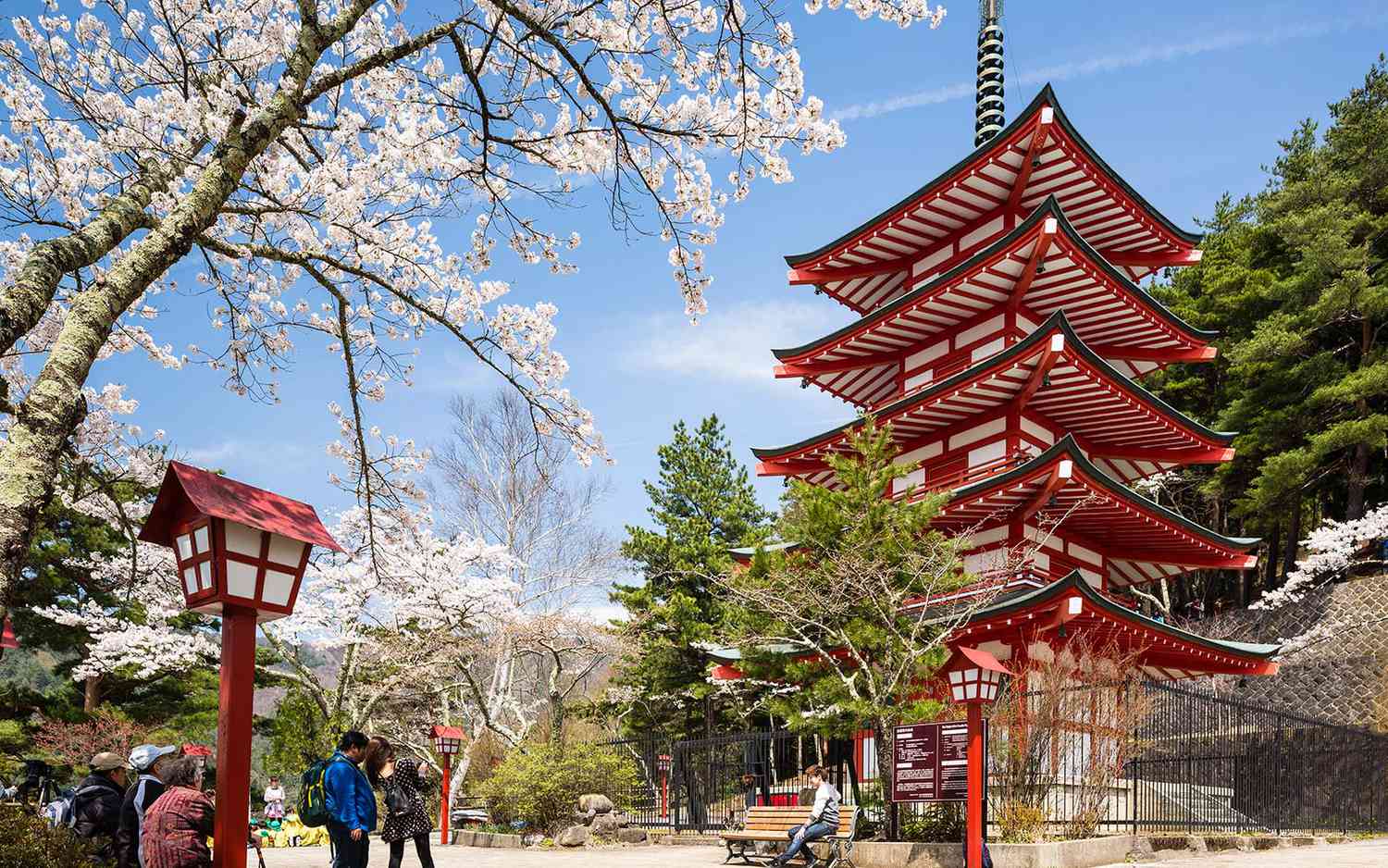 Sakura Temple Japan