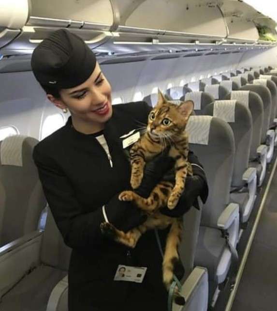 flight-attendant-and-cat